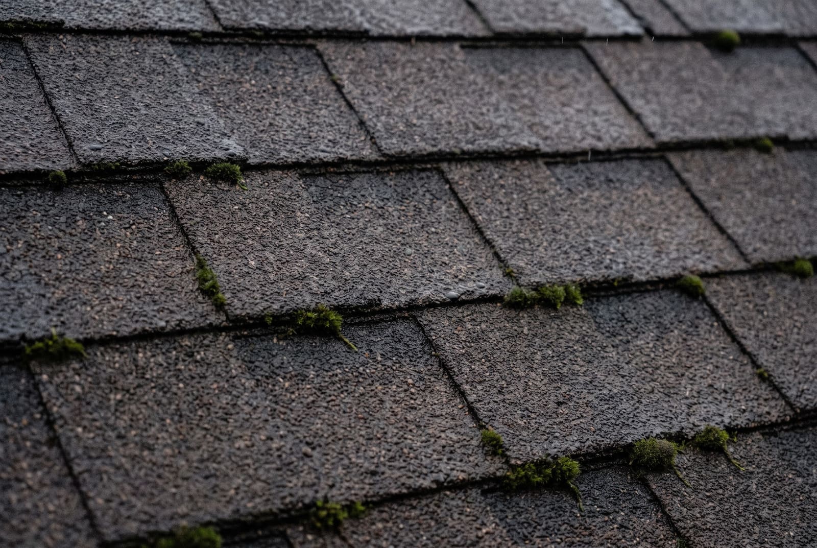 Wet architectural asphalt shingles, close up, with moss growing along the edges of the tabs.