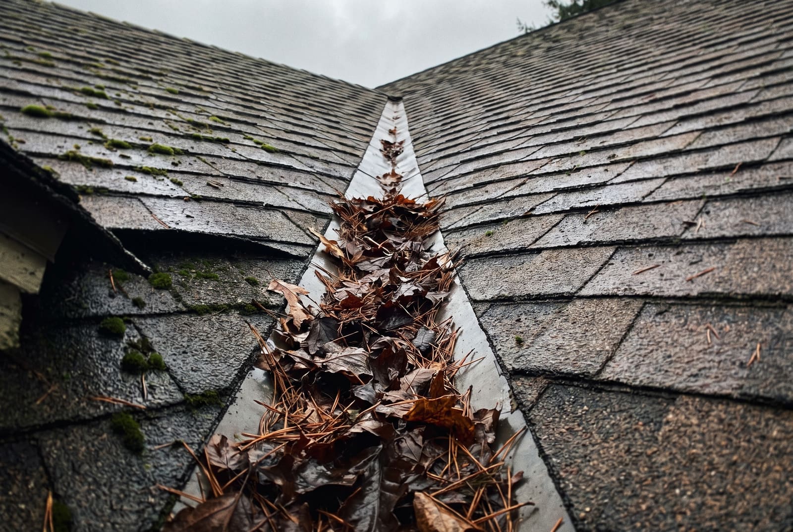 Looking up a wet asphalt-shingle roof valley packed with brown leaves and pine needles, moss in the shingle seams, under an overcast sky.